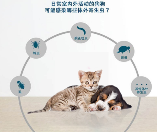 春季犬猫寄生虫病高发,给宠物驱虫就选索来多驱虫项圈